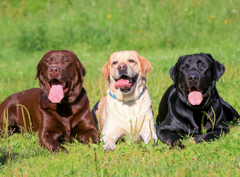 top 5 dog breeds 2019